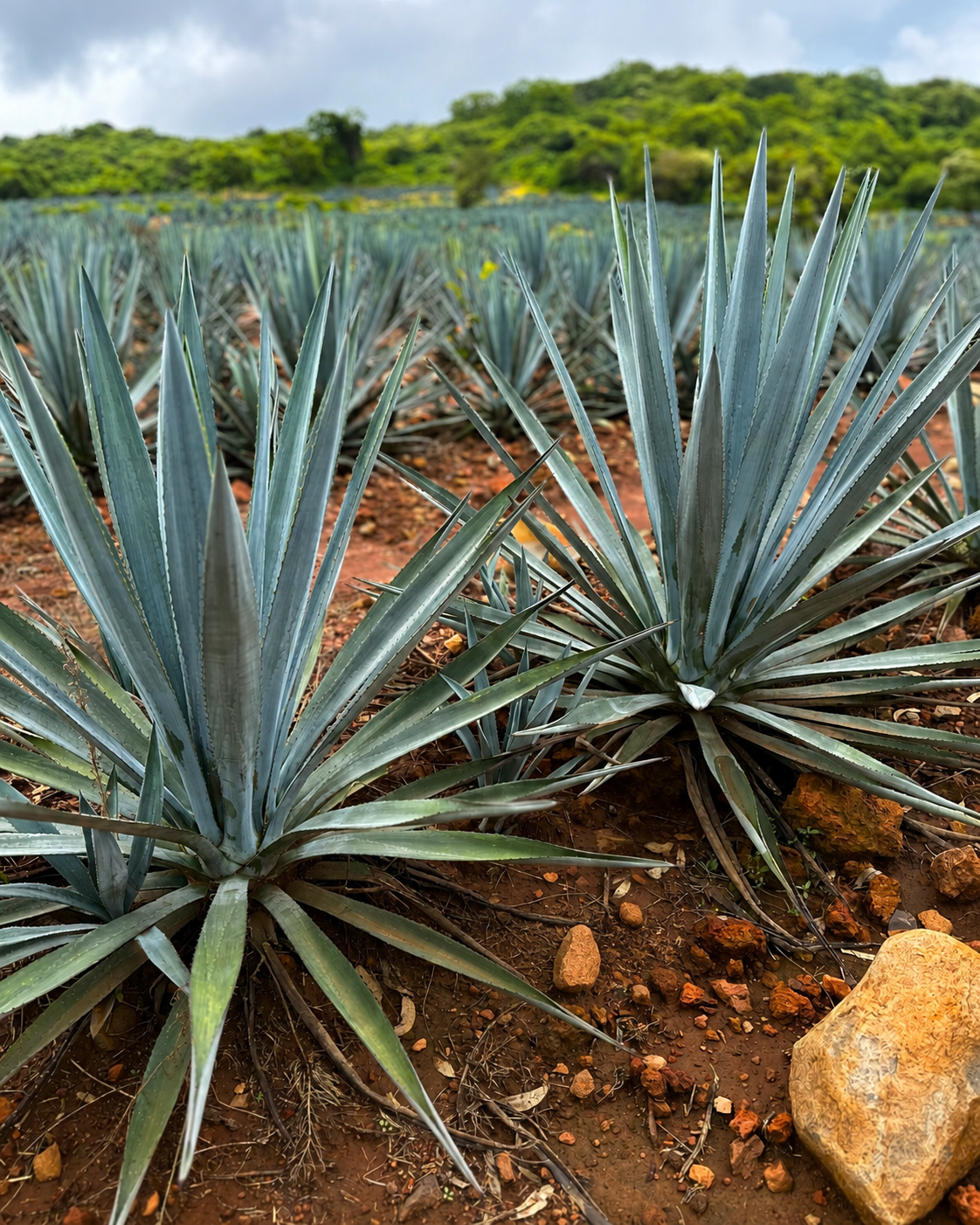 Cultivo de agave