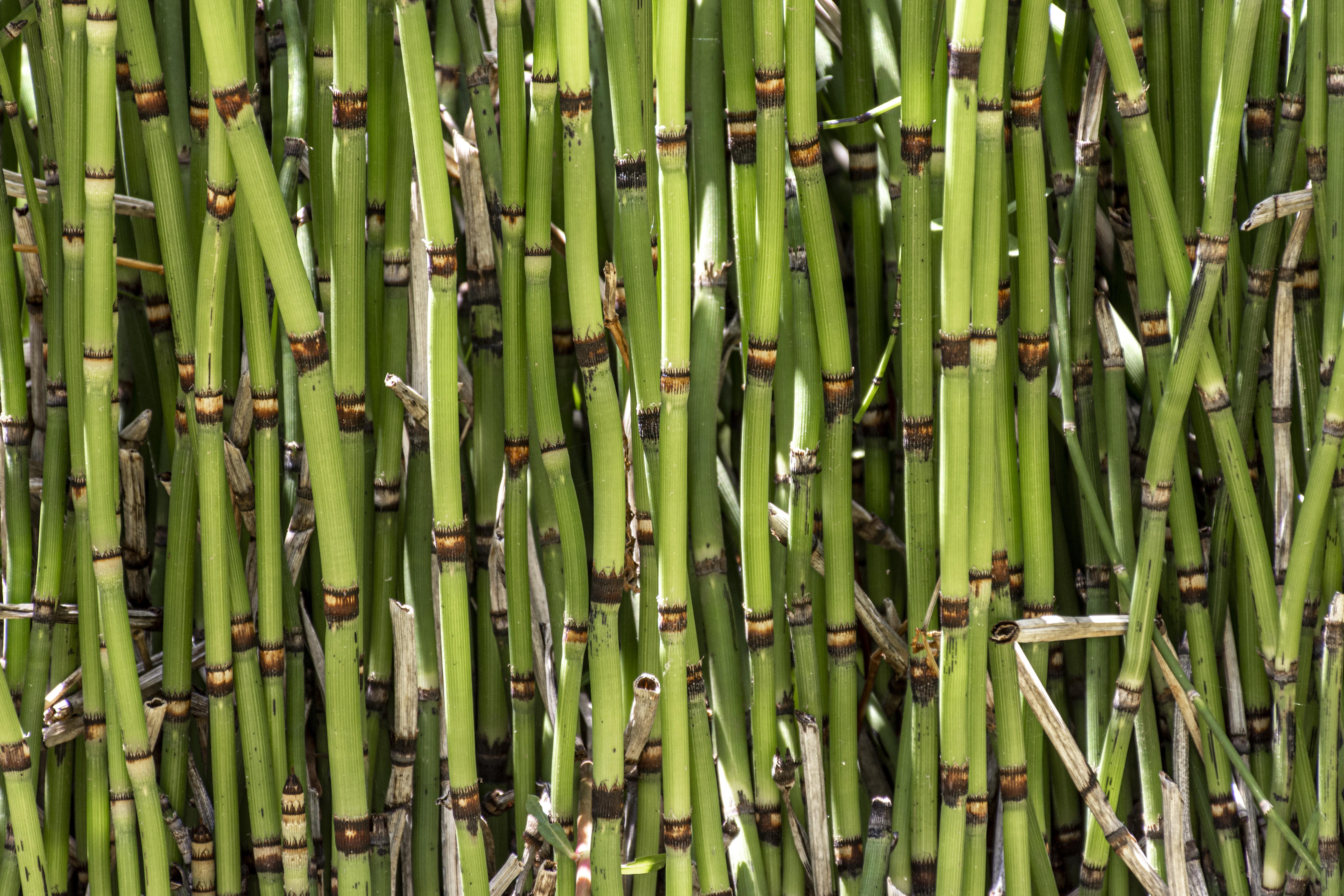Agave