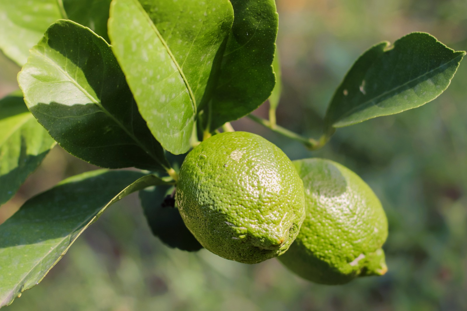 Limon